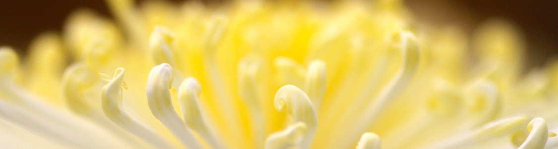 ご葬儀の種類　サブメインイメージ