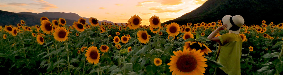 生前の準備・ひまわり会入会ご案内　サブメインイメージ